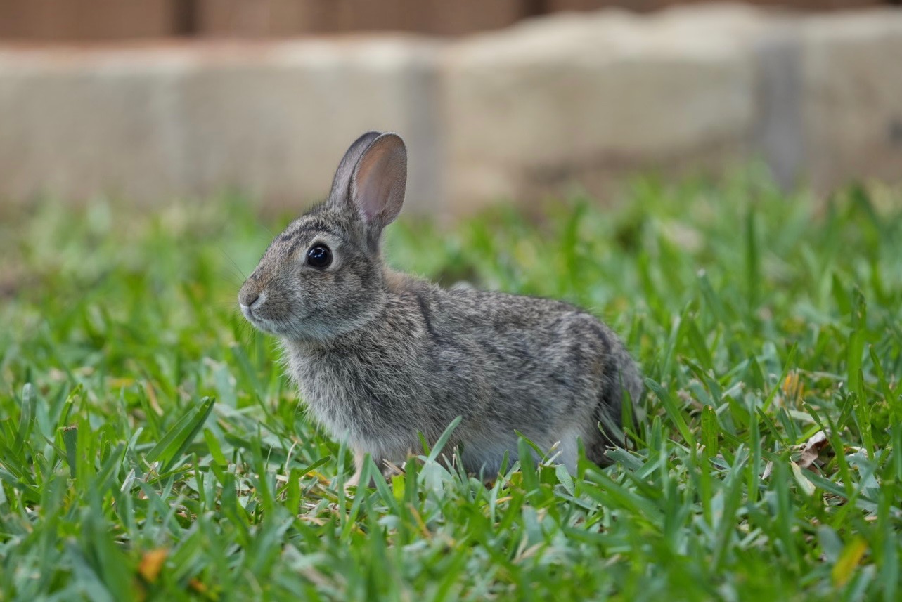 Image of a real baby bunny in St. Augustine grass with a landscape border and wooden fence in the background.